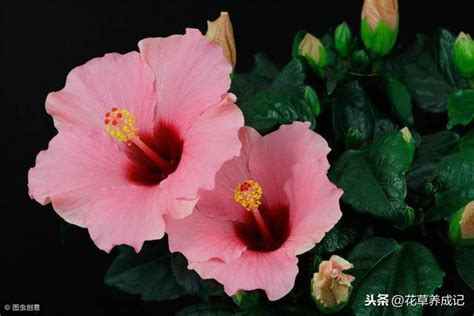 芙蓉 照顧|芙蓉要怎麼種